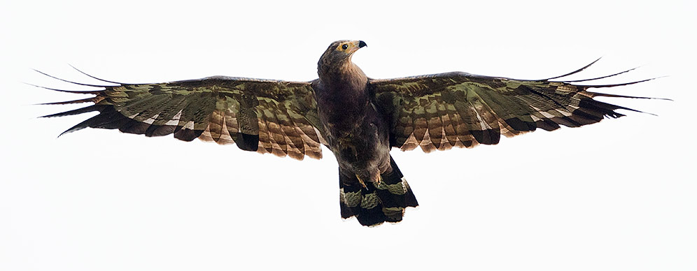 Harrier Hawk immature in flight